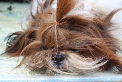 prochaines naissances