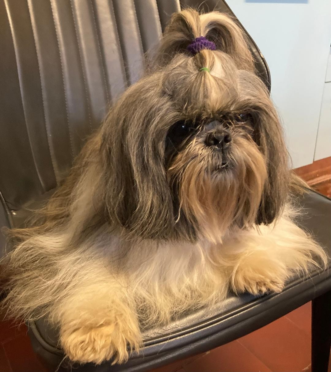 A VENDRE 1 male adulte confirmé