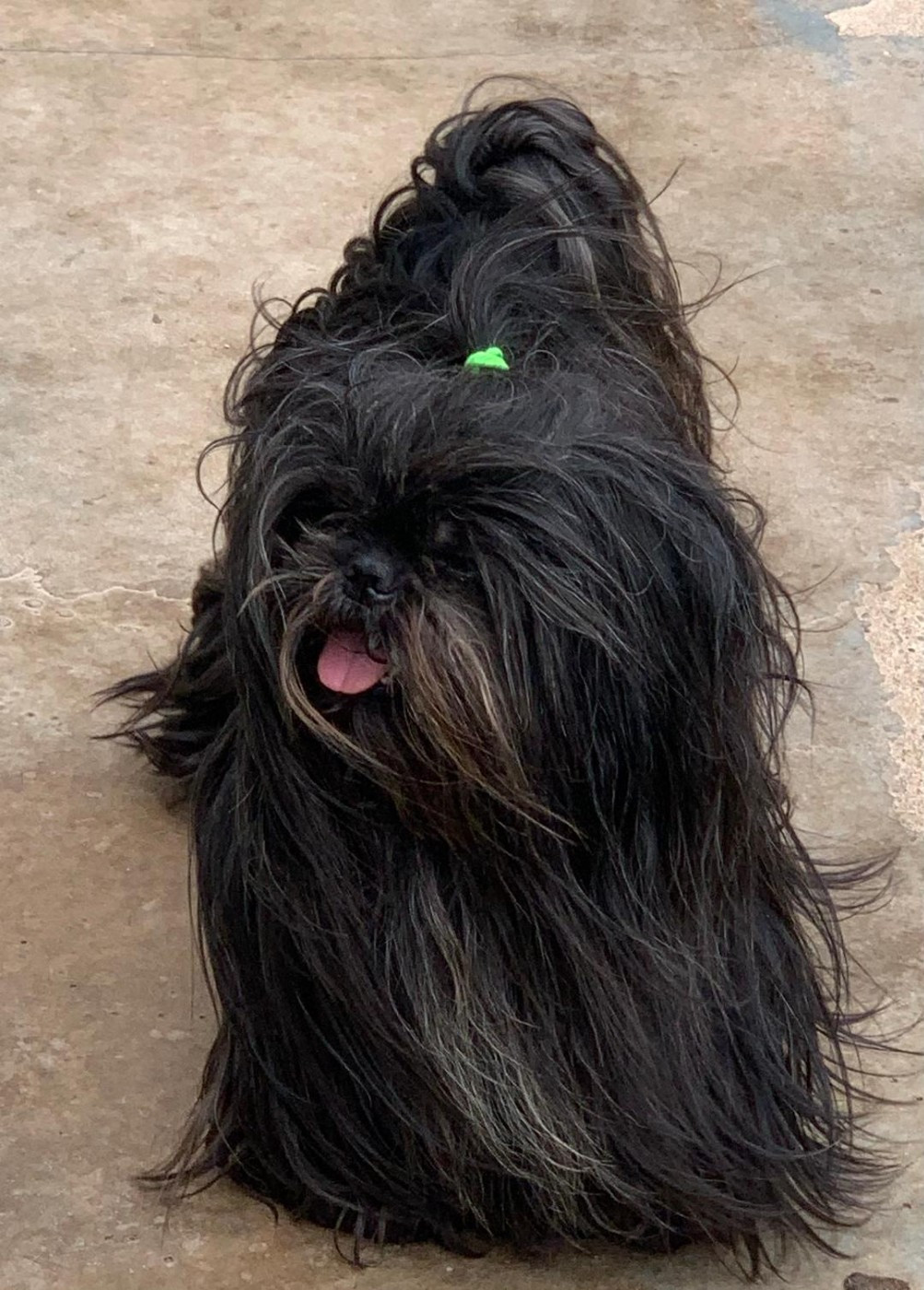RECHERCHE MALE SHIH TZU ADULTE