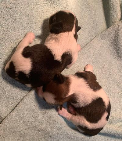 des chiots sont nés