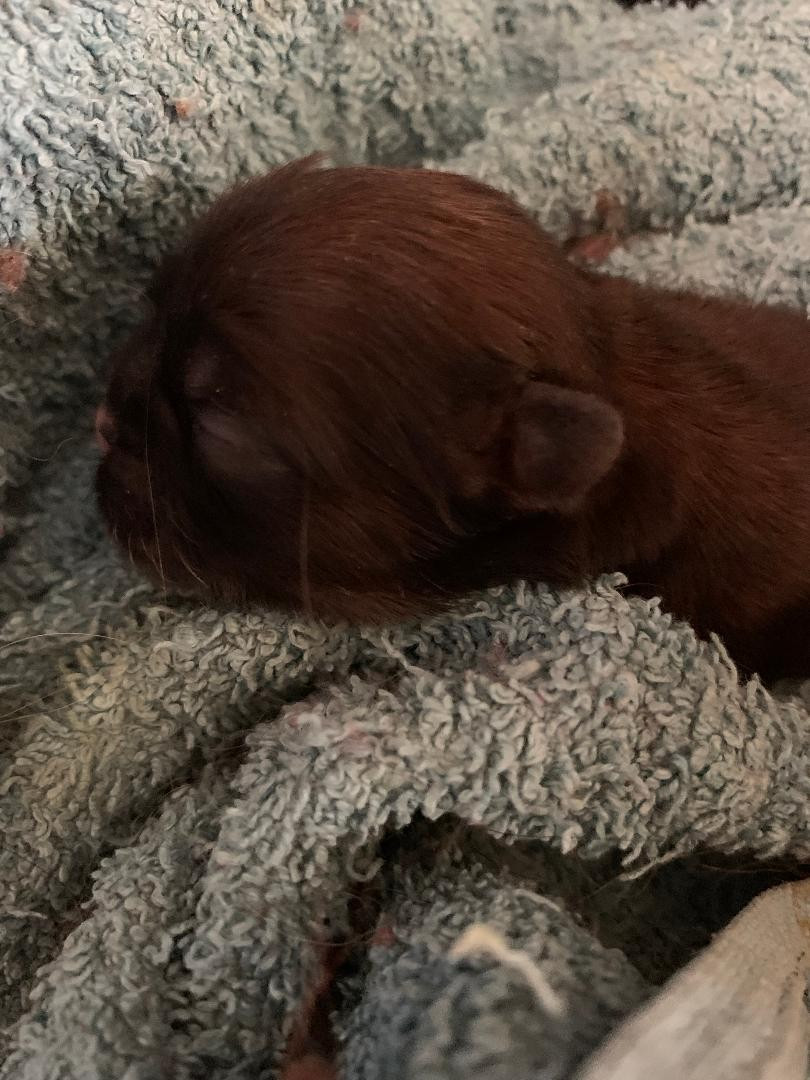 d'imperial Khan-Shing - Chiots disponibles - Shih Tzu