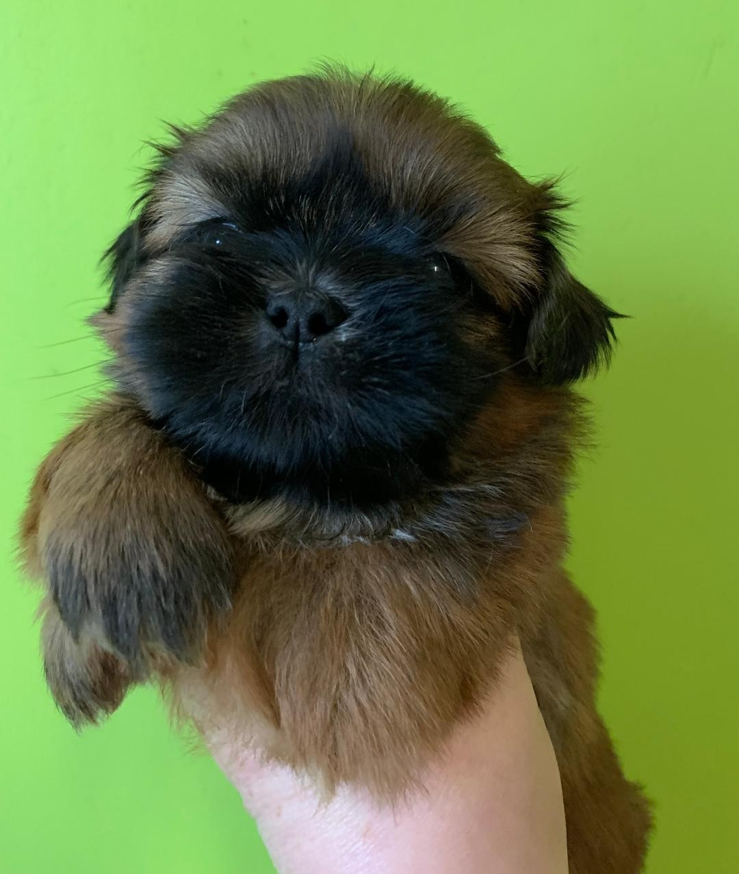 d'imperial Khan-Shing - Chiots disponibles - Shih Tzu