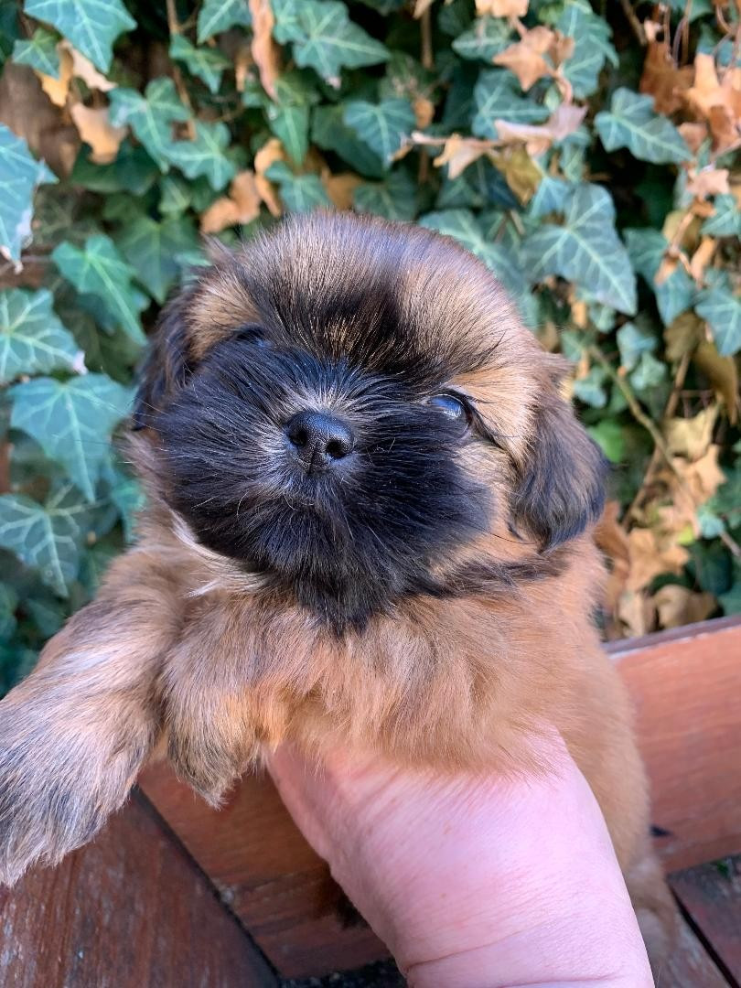d'imperial Khan-Shing - Chiots disponibles - Shih Tzu