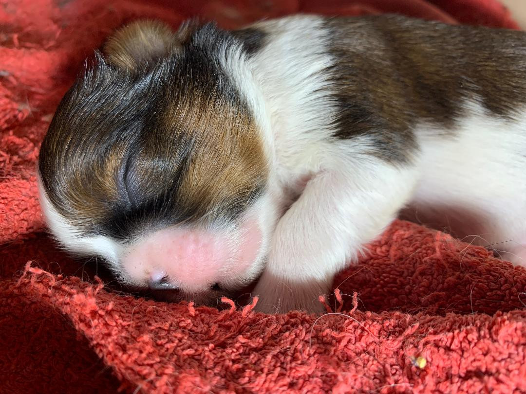 d'imperial Khan-Shing - Shih Tzu - Portée née le 11/02/2026