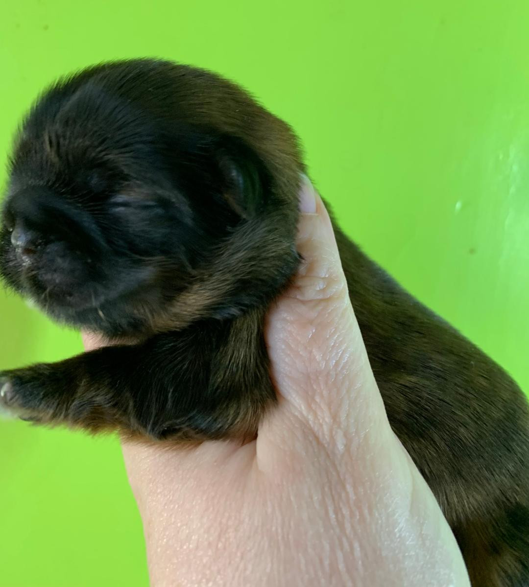 d'imperial Khan-Shing - Shih Tzu - Portée née le 21/02/2026