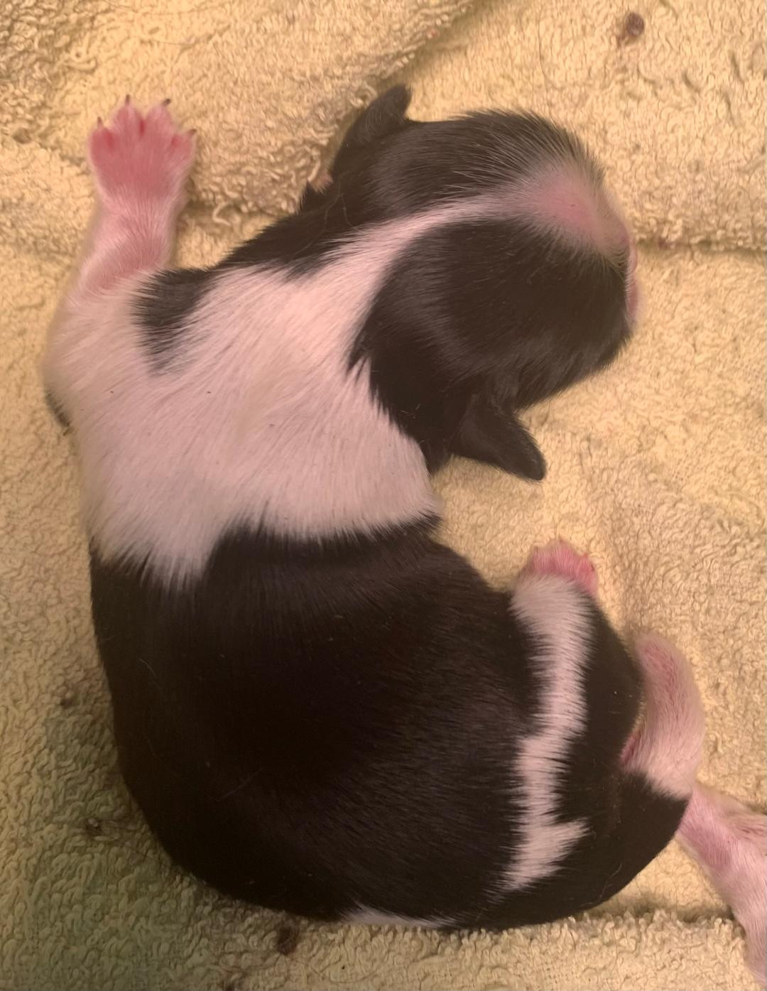 d'imperial Khan-Shing - Shih Tzu - Portée née le 07/03/2026