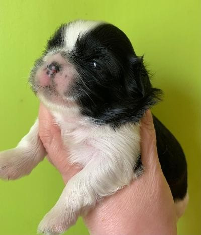 d'imperial Khan-Shing - Chiots disponibles - Shih Tzu