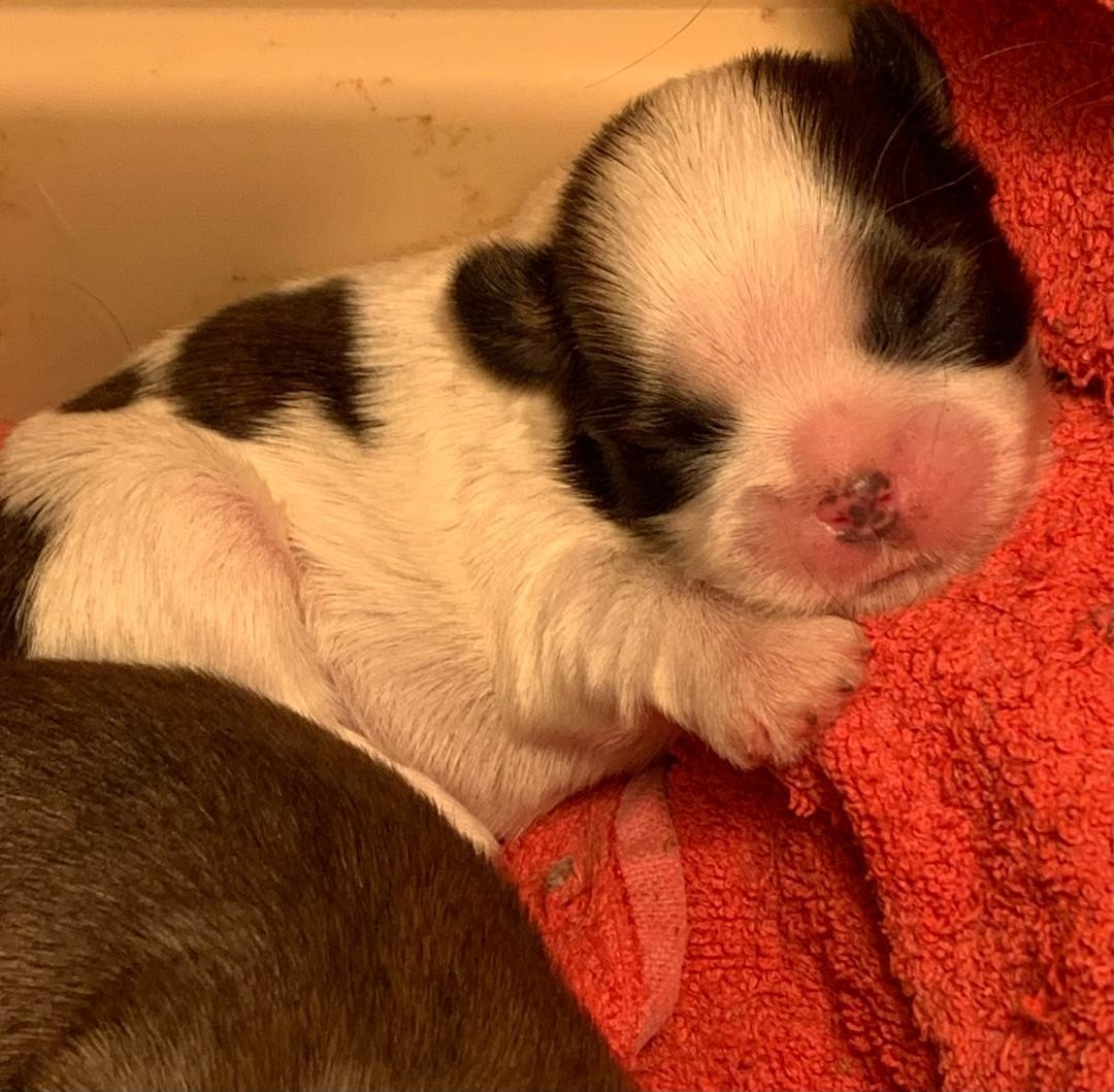 d'imperial Khan-Shing - Chiots disponibles - Shih Tzu