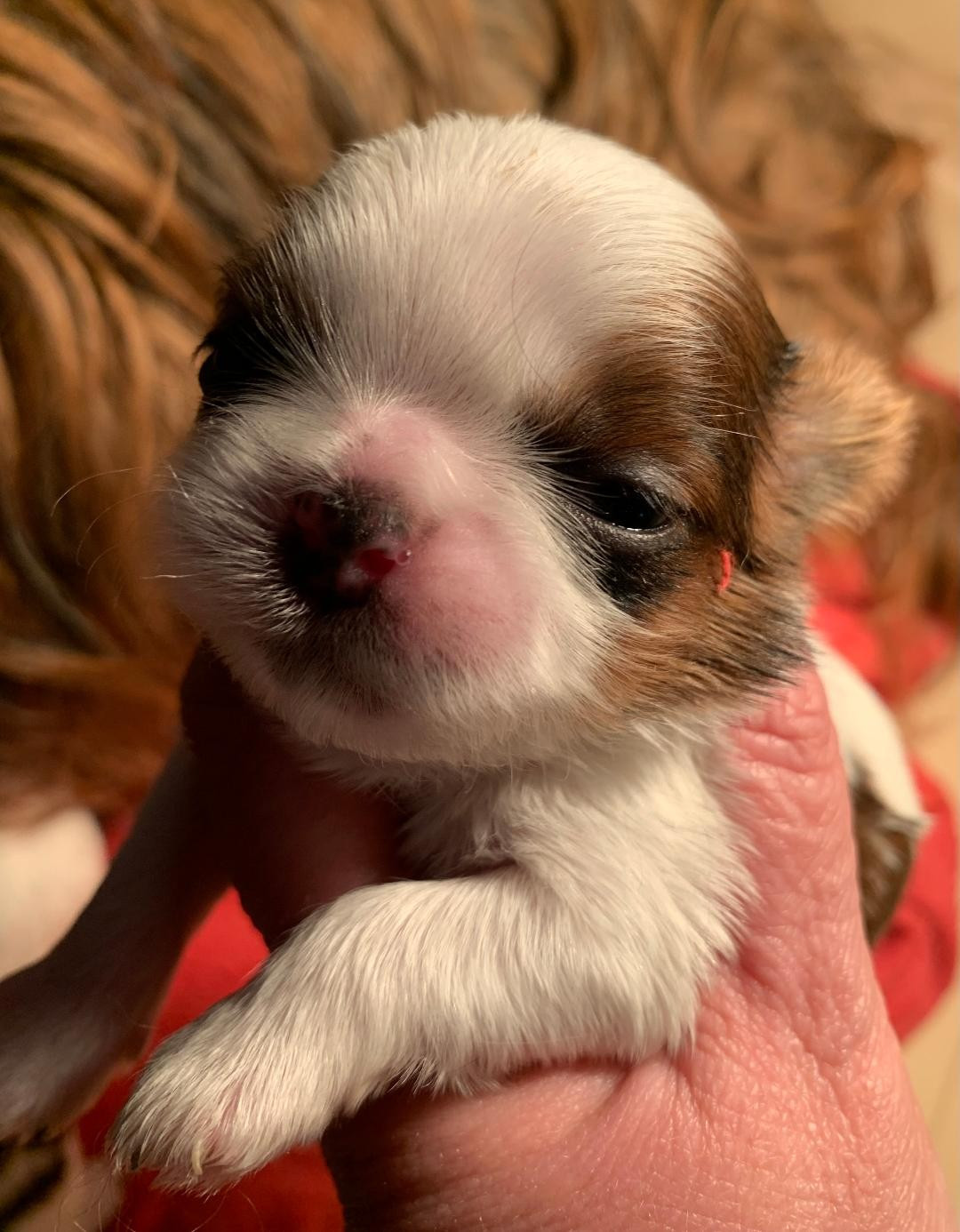 d'imperial Khan-Shing - Chiots disponibles - Shih Tzu