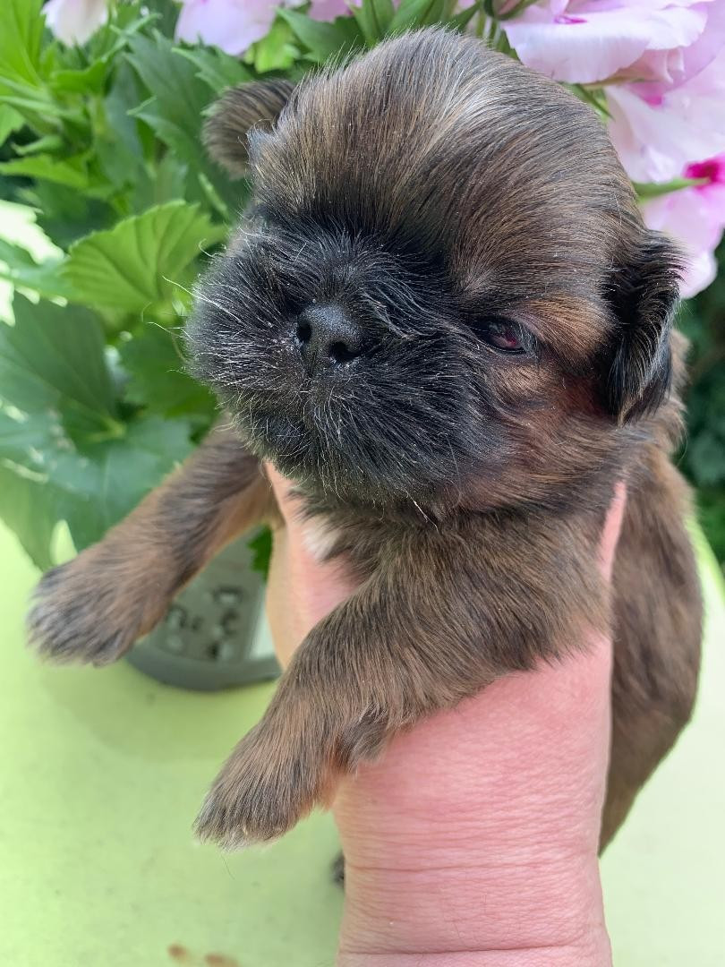 d'imperial Khan-Shing - Chiots disponibles - Shih Tzu