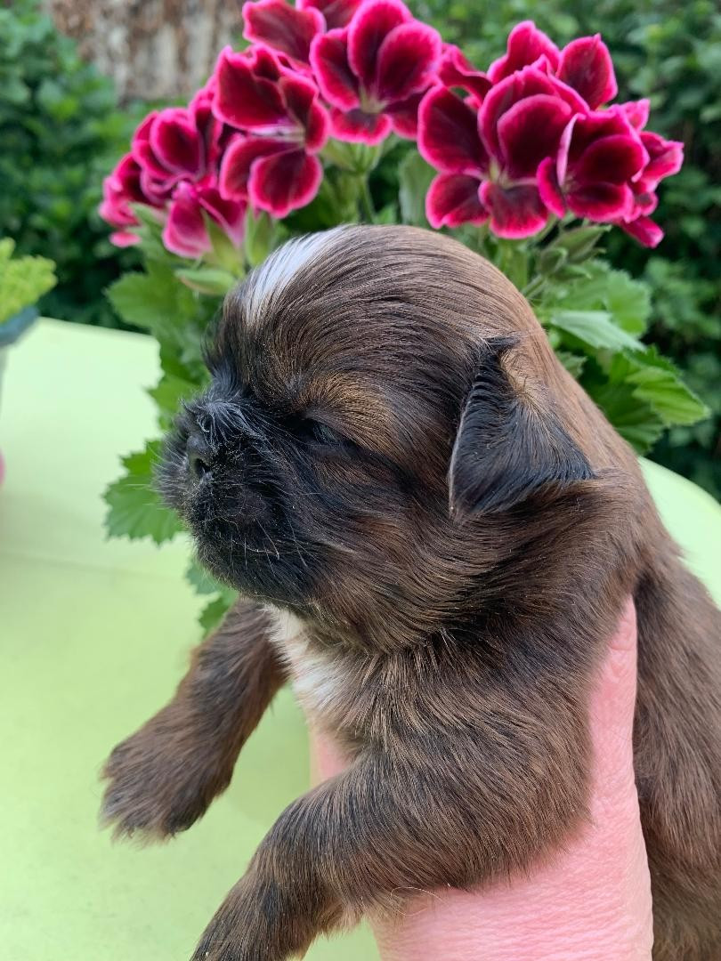 d'imperial Khan-Shing - Chiots disponibles - Shih Tzu