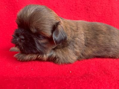 d'imperial Khan-Shing - Chiots disponibles - Shih Tzu