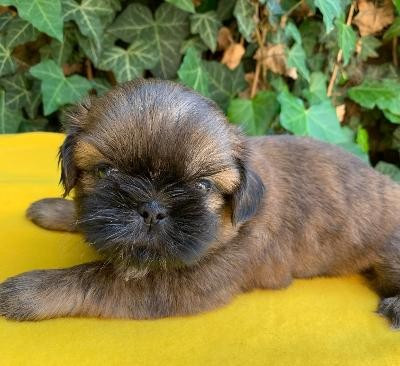 d'imperial Khan-Shing - Chiots disponibles - Shih Tzu