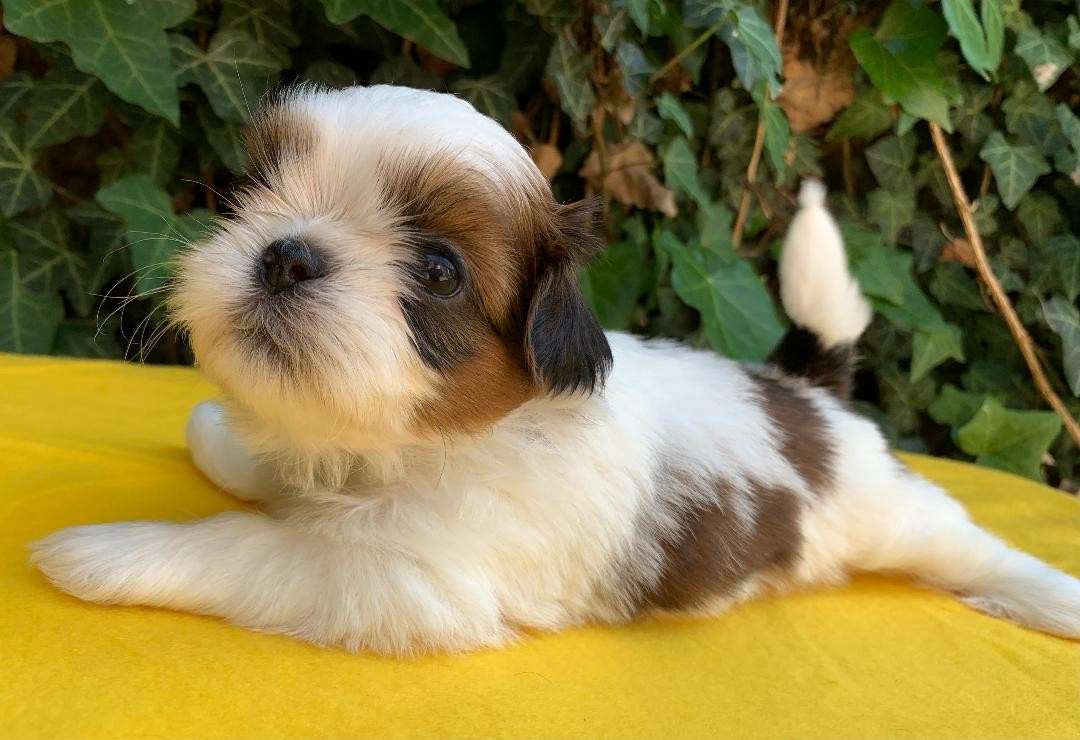 d'imperial Khan-Shing - Chiots disponibles - Shih Tzu