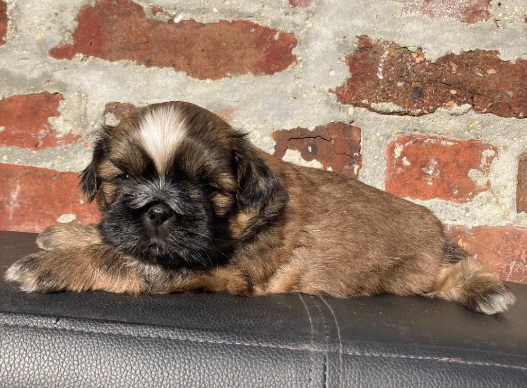 d'imperial Khan-Shing - Chiots disponibles - Shih Tzu