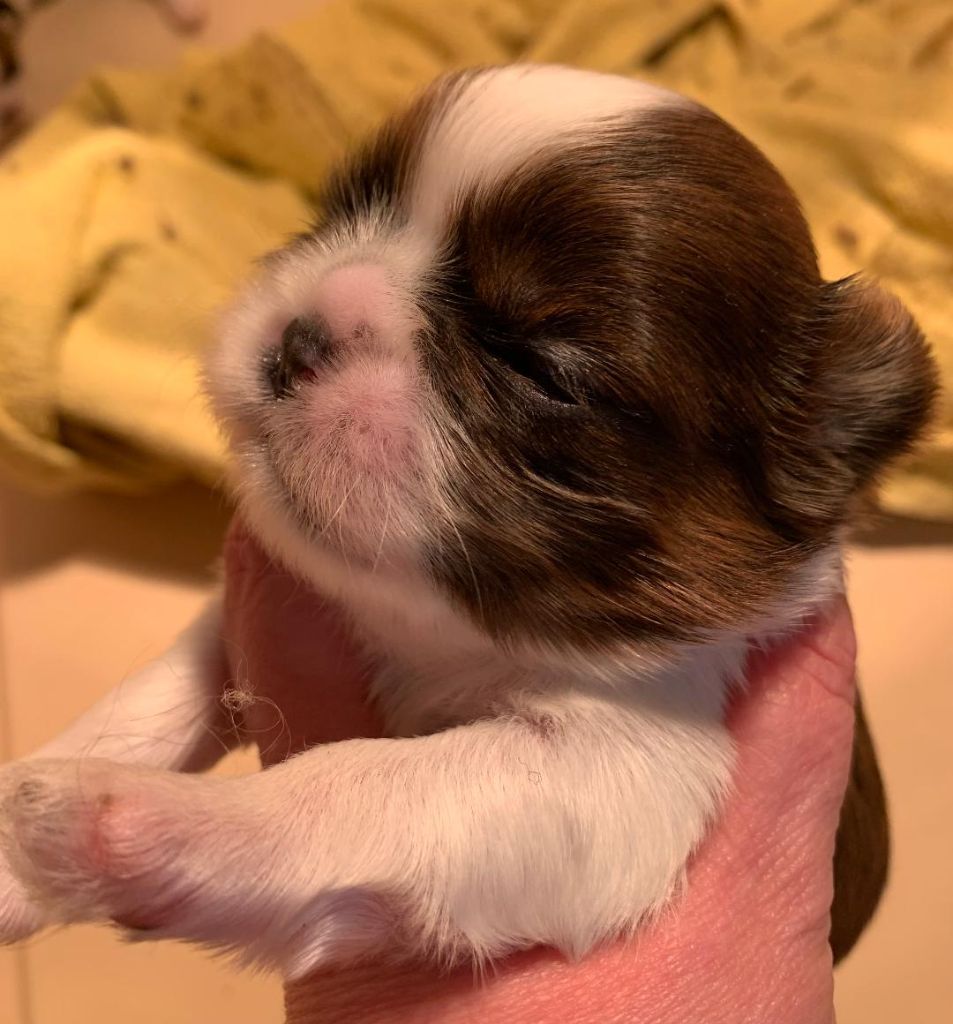 d'imperial Khan-Shing - Chiots disponibles - Shih Tzu