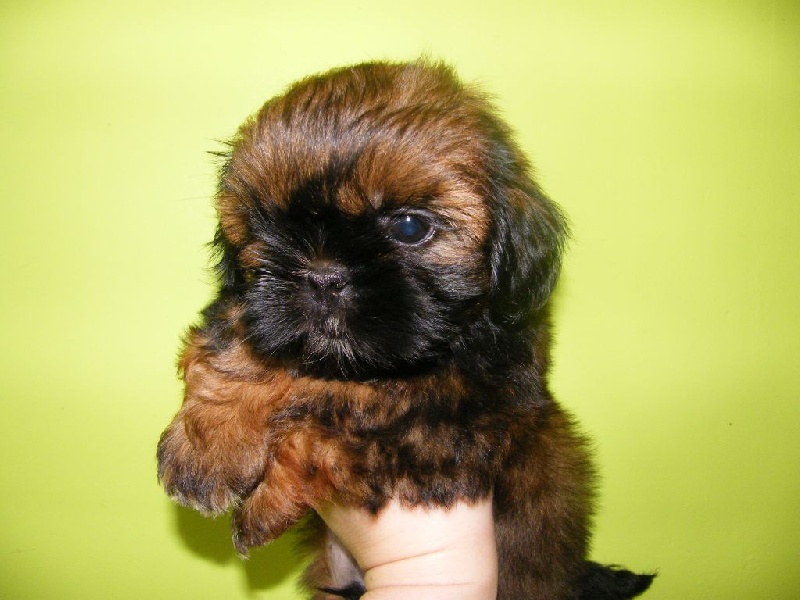 Chiot Shih Tzu d'imperial Khan-Shing
