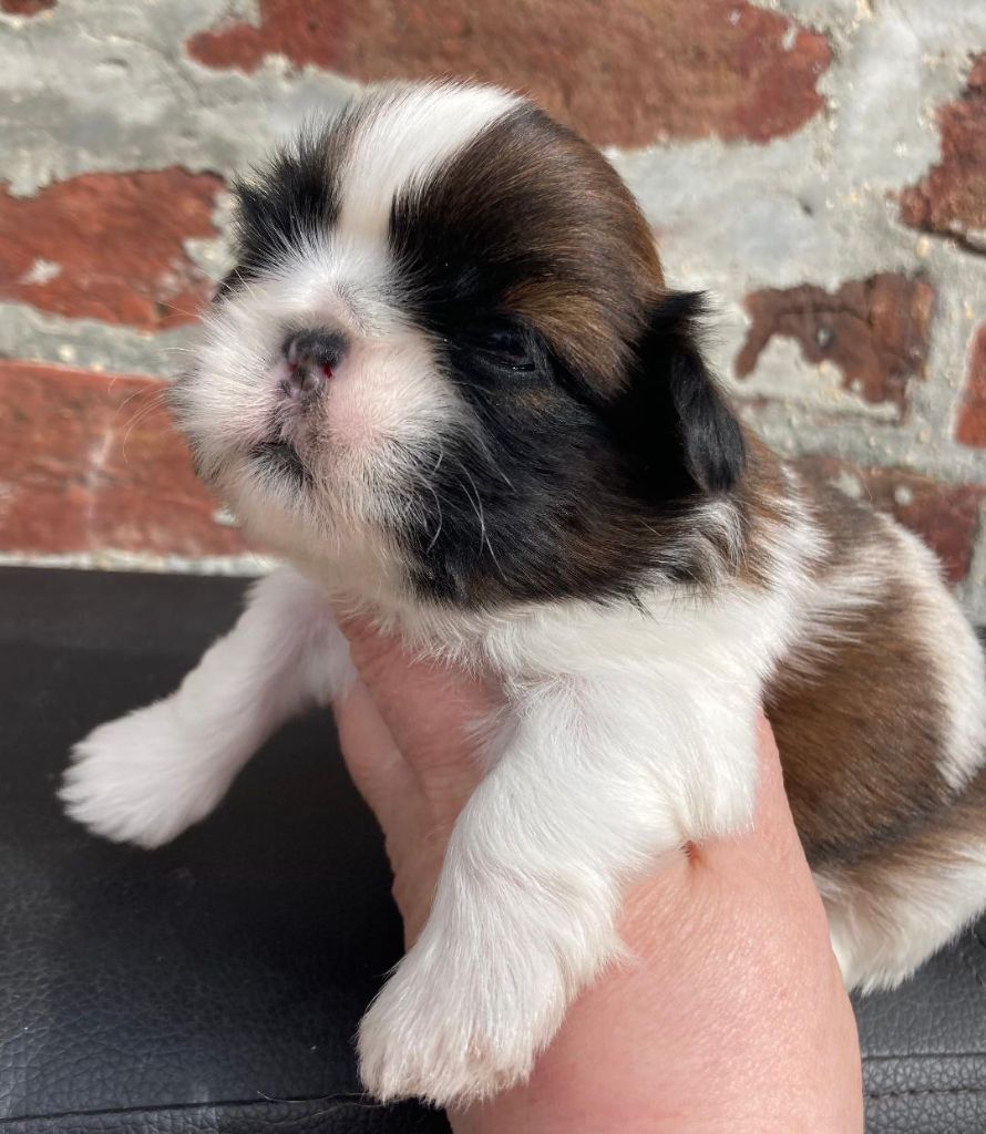 d'imperial Khan-Shing - Chiots disponibles - Shih Tzu