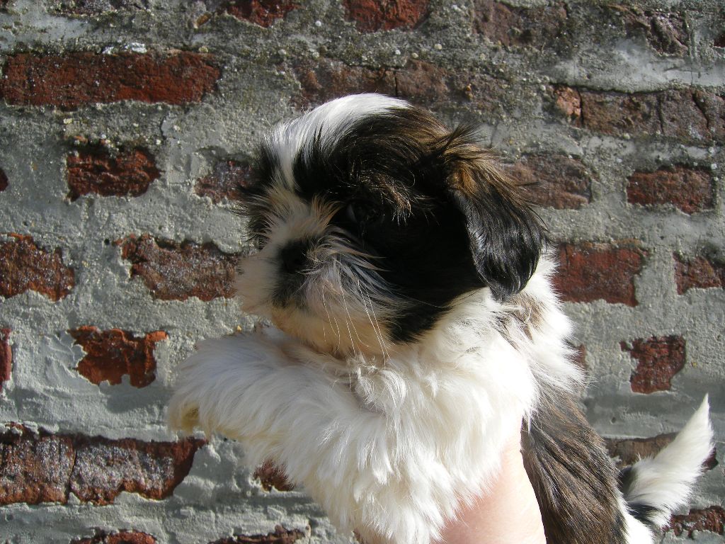 BB2 OZIE