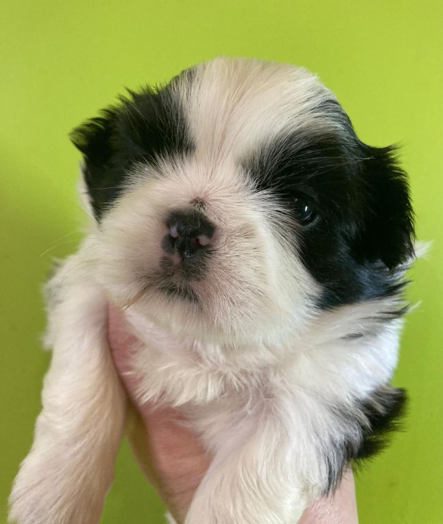 d'imperial Khan-Shing - Chiots disponibles - Shih Tzu