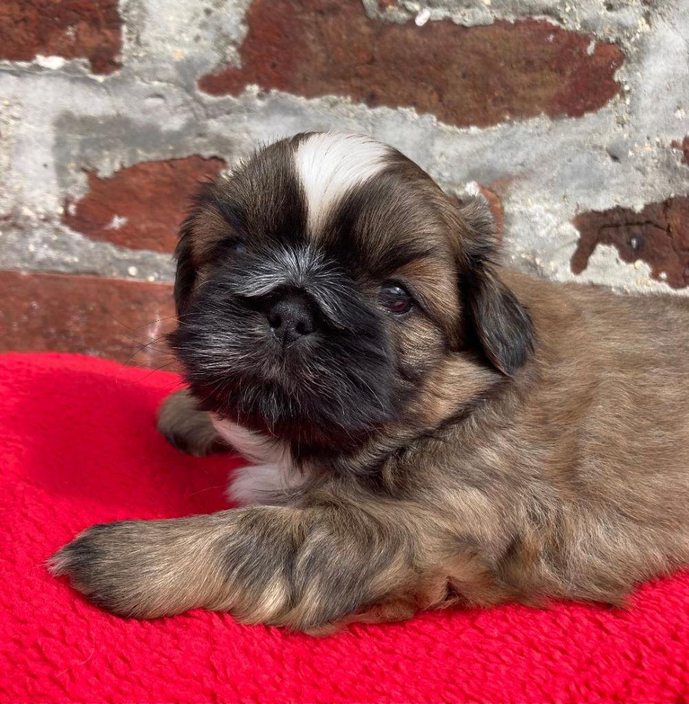 d'imperial Khan-Shing - Chiots disponibles - Shih Tzu