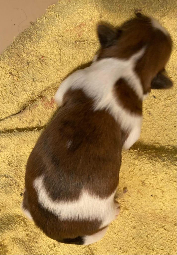 d'imperial Khan-Shing - Chiots disponibles - Shih Tzu