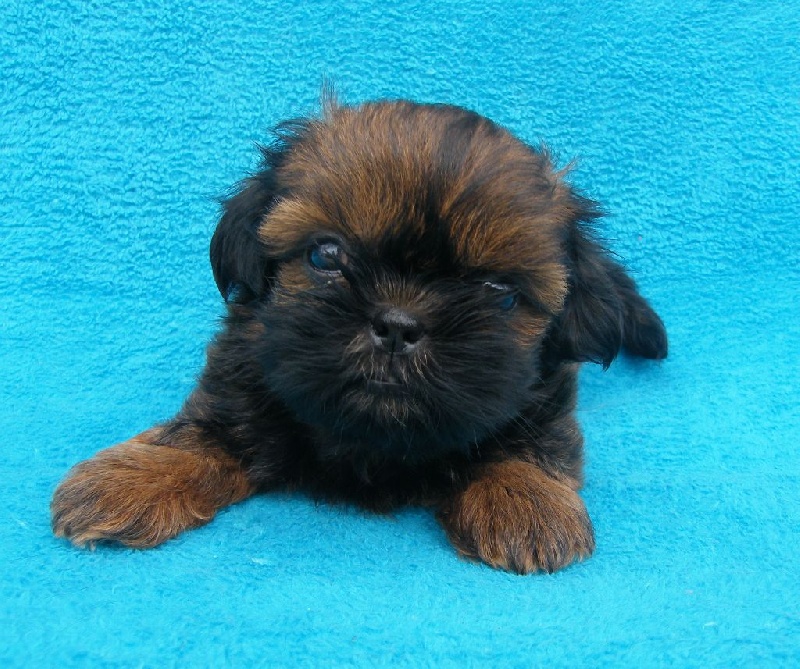 Chiot Shih Tzu d'imperial Khan-Shing
