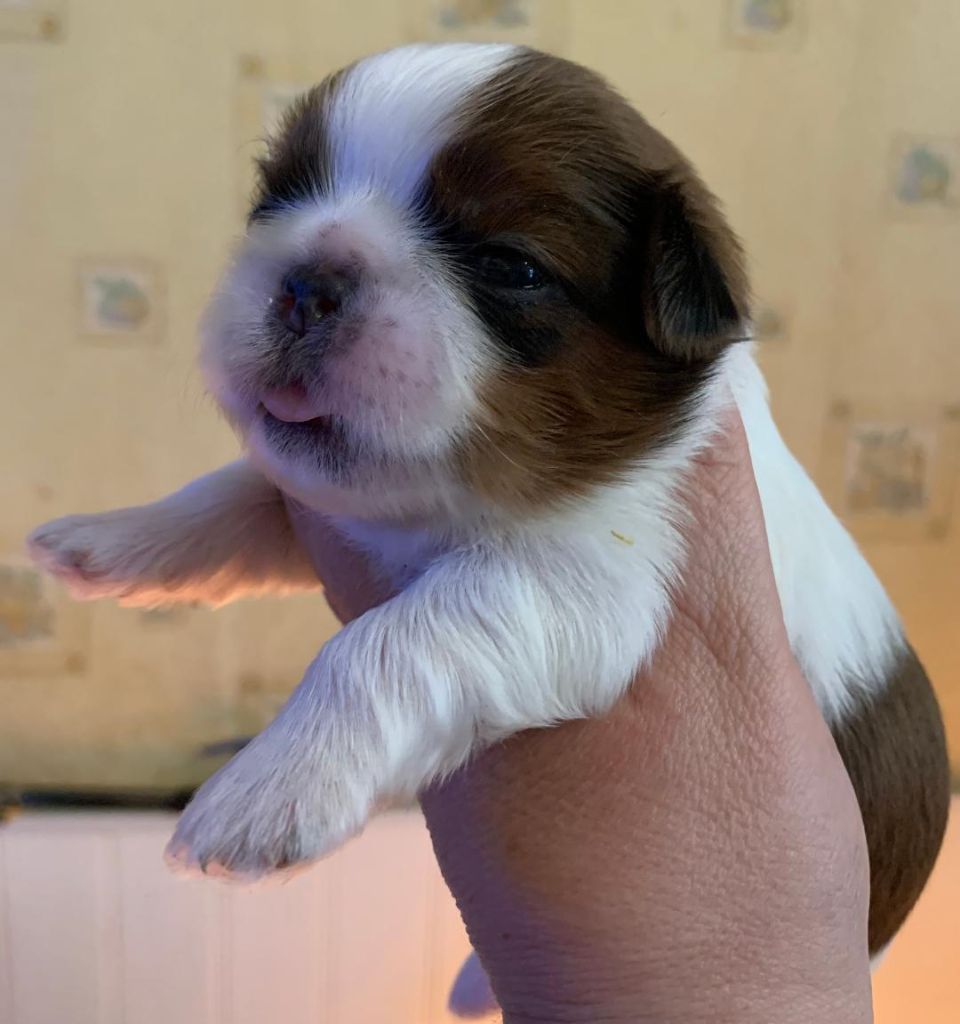 d'imperial Khan-Shing - Chiots disponibles - Shih Tzu