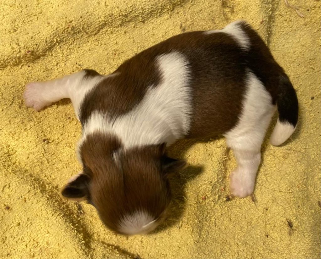 d'imperial Khan-Shing - Chiots disponibles - Shih Tzu